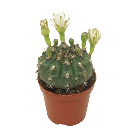Gymnocalycium Flowering