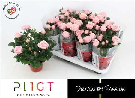 Rosa Infinity Princess