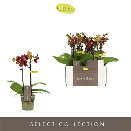 Phal 2st Optifriend Esmee 10+ (opti)