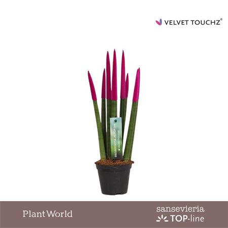 Sansevieria Velvet Pink