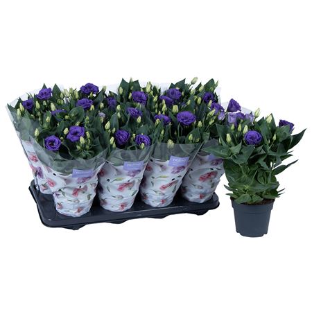 Lisianthus Julietta Blue
