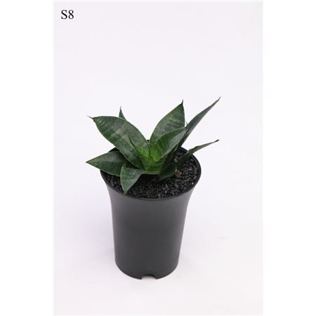 Sansevieria Comet Queen Marble In Sierpot