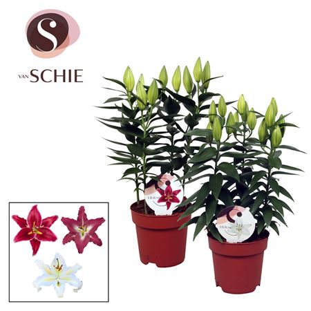 Lilium Or Mix 3pp