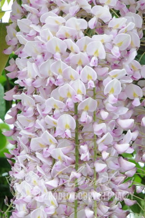 Глициния обильноцветущая Кучи-Бени