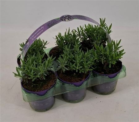 Lavandula Angustifolia 6-pack