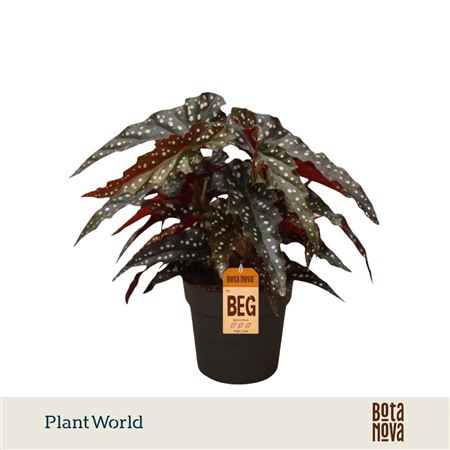 Begonia Maculata Black Forrest