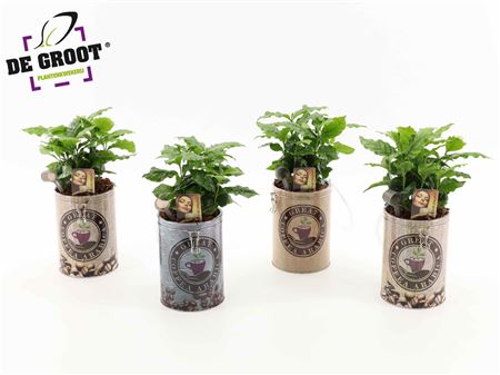 Coffea In Coffee Can