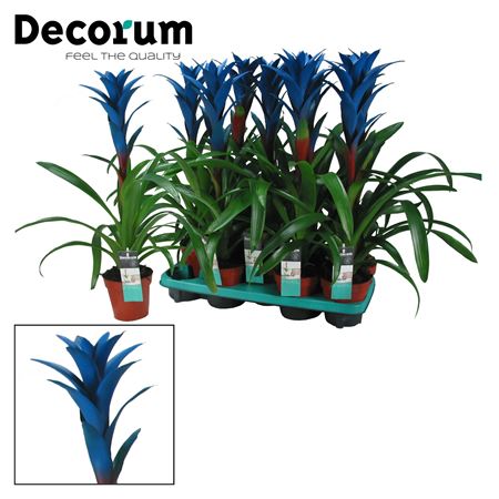 Guzmania Ocean Blue (decorum)