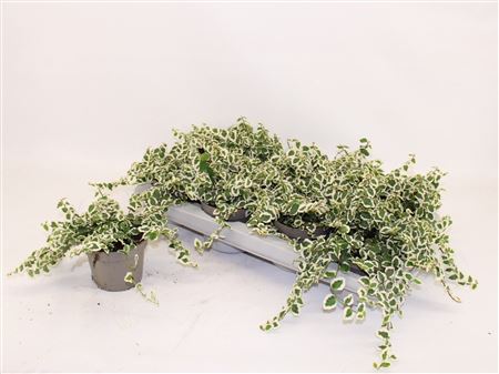Ficus Pumila Belle Sunny