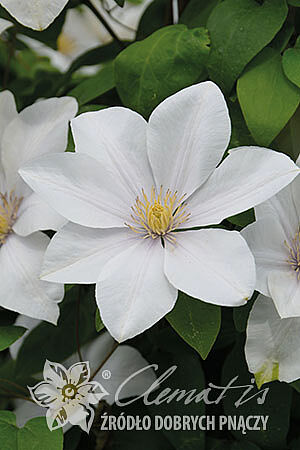 Клематис гибридный Свит Монинг