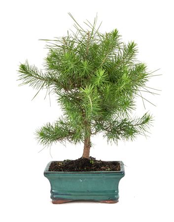 Bonsai Pinus Halepensis Ball On Stem (outdoor)