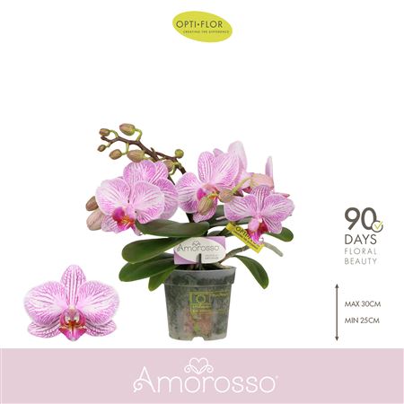 Phal 3st Amorosso Merlini Pink (opti)
