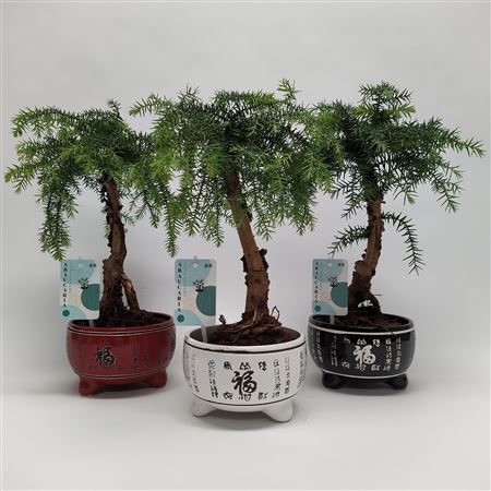 Araucaria Cunninghamii Bonsai Lucky