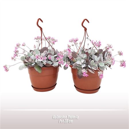 Kalanchoe Pumila Hanging Pot