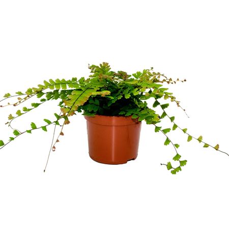 Adiantum Caudatum