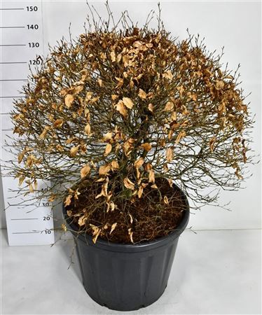 Fagus Syl Atropunicea