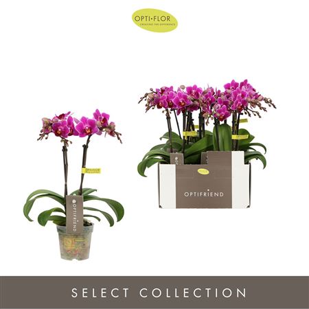 Phal 2st Fay (opti)