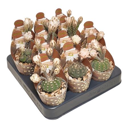 Gymnocalycium Ragonesei Potcover