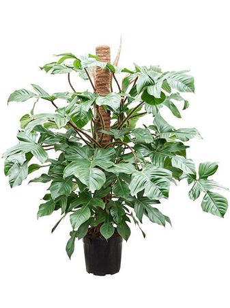 Philodendron Squamiferum