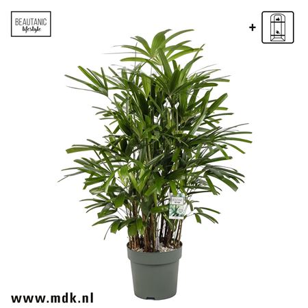 Rhapis Excelsa + Watermeter