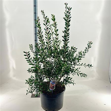 Callistemon Viminalis Hot Pink
