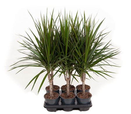 Dracaena Marginata