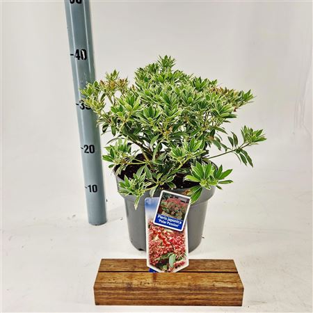 Pieris Jap Polar Passion