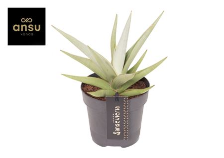 Sansevieria Comet Pastel Grey