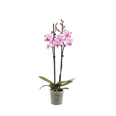 Phal 2st Magic Art 14+