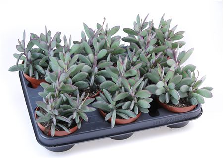 Senecio Crasissimus