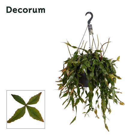 Rhipsalis Elliptica Xxl Hangpot (decorum)