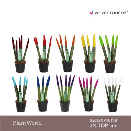 Sansevieria Cylindrica Spaghetti Velvet Touchz®