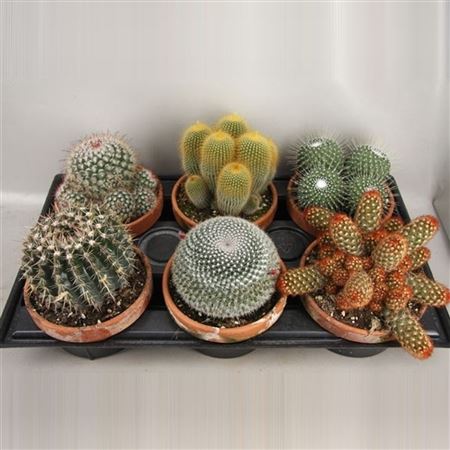 Cactus Mix In Terracotta Bowl