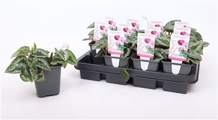 Cyclamen Hed White