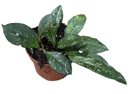 Hoya Crassipetiolata Splash