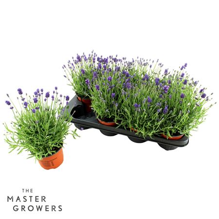 Lavandula An Cleo-patio