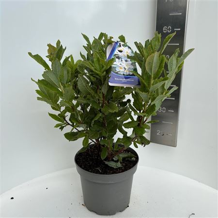 Rhodo Persil