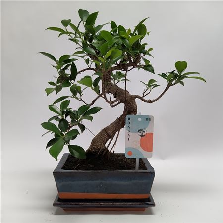 Bonsai Ficus S-shape Bonsai Traditional