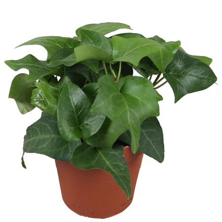 Hedera Helix Mein Herz