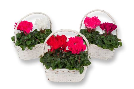 Cyclamen Compact Basket