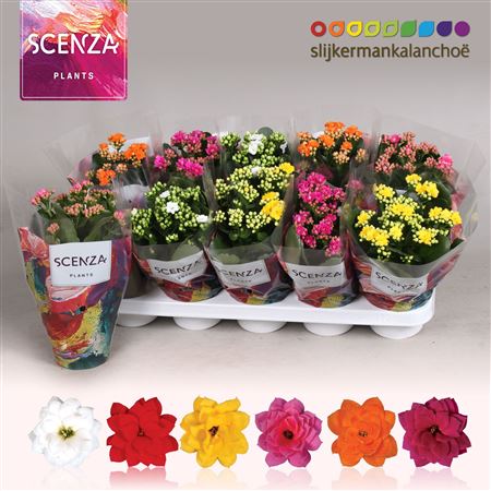 Kal Cal Mix Scenza
