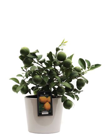 Citrus Lemon In Roma Ceramic Grey