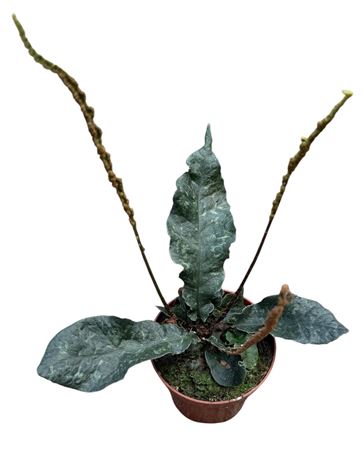 Tectaria Hilocarpa