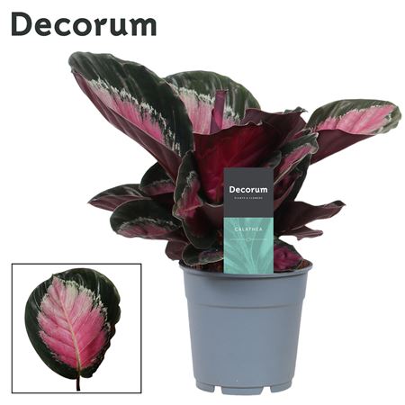 Calathea Rosy Roseo Picta (decorum)