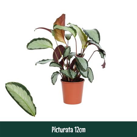 Calathea Picturata