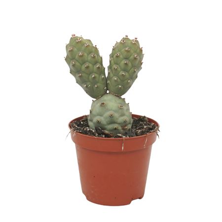 Tephrocactus Articulatus 8,5 Cm