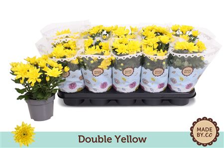 Chrys Double Yellow