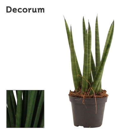 Sansevieria Cylindrica Spaghetti (decorum)