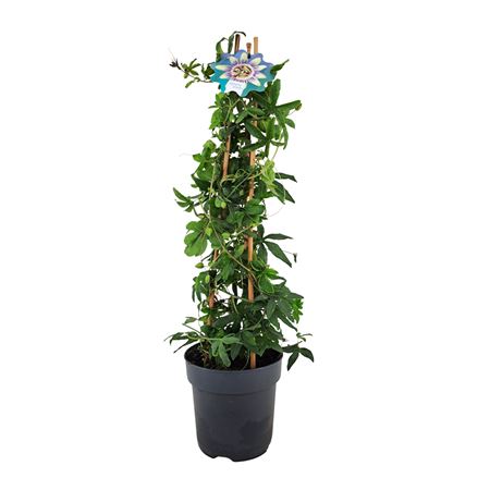 Passiflora Caerulea Pyramid