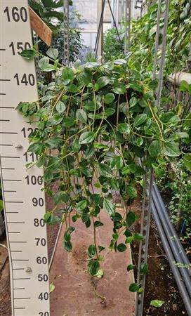Peperomia Smaragd Hang